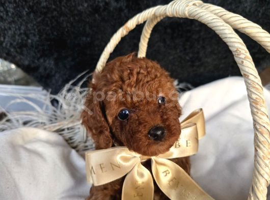 Toy Poodle Yavrular görsel