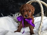 Toy Poodle Yavrular