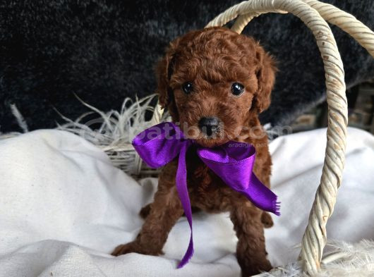 Toy Poodle Yavrular görsel