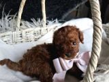 Toy poodle yavrular