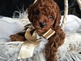 Toy Poodle Yavrular