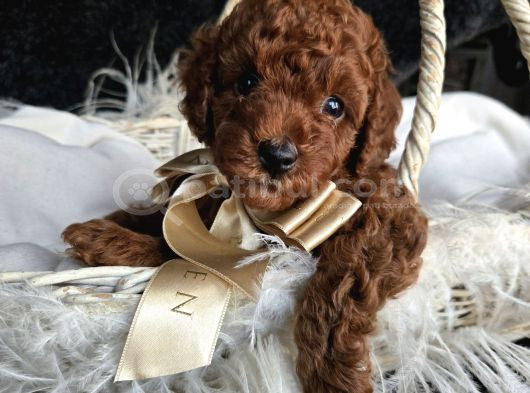Toy Poodle Yavrular görsel
