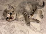 Scottish Fold Kediler