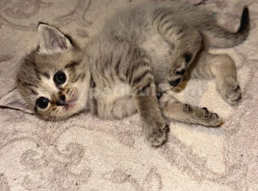 Scottish Fold Kediler görsel