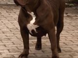 Amerikan Bully Xl Yavruları A Kalite