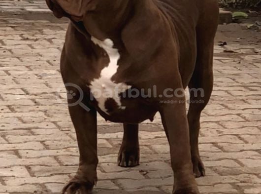 Amerikan Bully Xl Yavruları A Kalite görsel