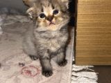 Scottish fold kediler