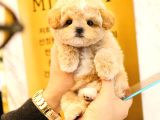 SHOW KALITEDEKI MALTIPOO BEBEKLERIM