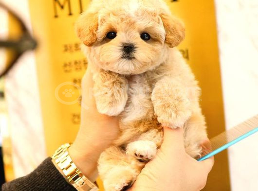 Show Kalitedeki Maltipoo Bebeklerim