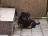 Saf-Kan Orjinal Rottweiller Yavrularımız Burkemden