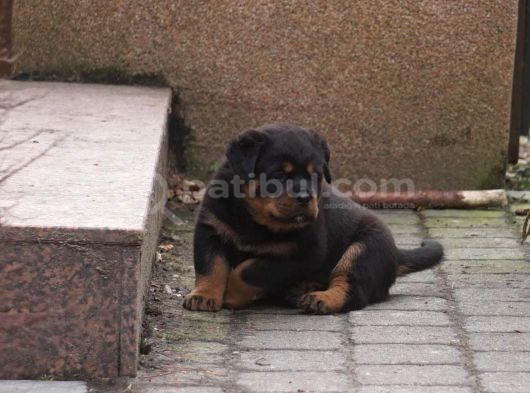 Saf-Kan Orjinal Rottweiller Yavrularımız Burkemden görsel