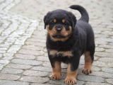 saf-kan orjinal rottweiller yavrularımız burkemden