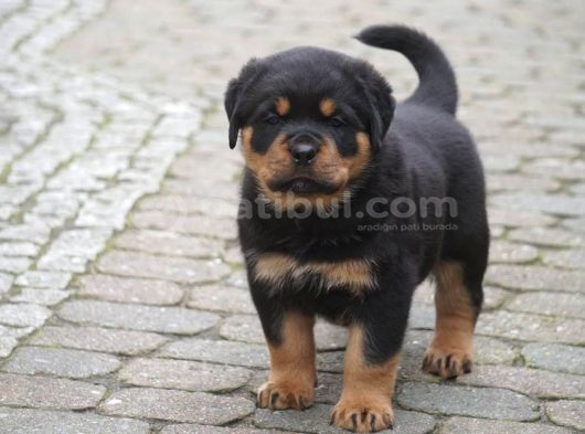 Saf-Kan Orjinal Rottweiller Yavrularımız Burkemden