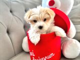 A kalite maltipoo yavrularımız
