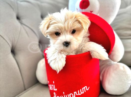 A Kalite Maltipoo Yavrularımız