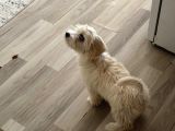Maltese 5 Aylık Aşılar Tam