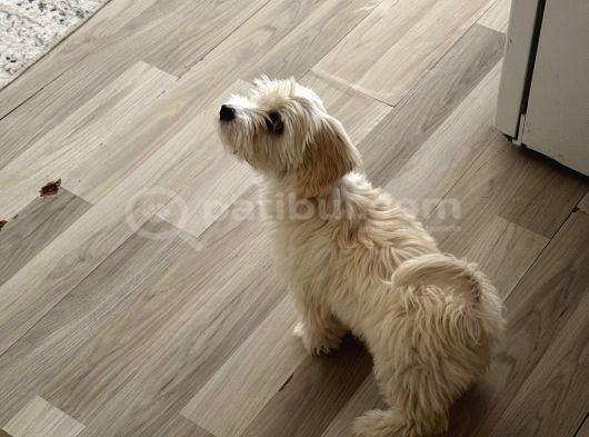 Maltese 5 Aylık Aşılar Tam görsel