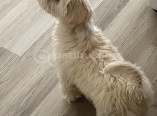 Maltese 5 Aylık Aşılar Tam görsel