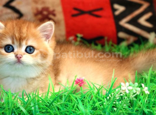Kraliyet Yavrusu Golden British Shorthair görsel