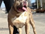 Amerikan Bully Xl Yavruları A Kalite