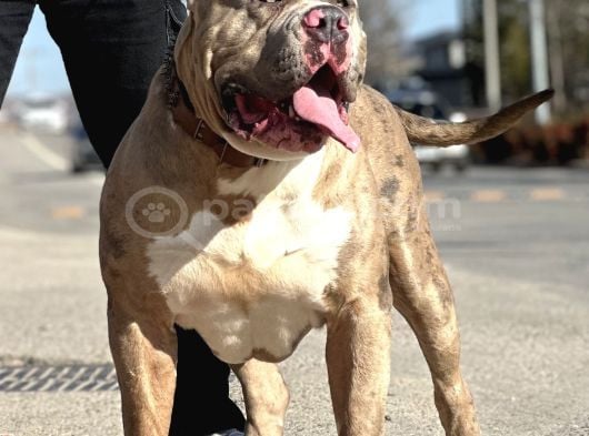 Amerikan Bully Xl Yavruları A Kalite görsel