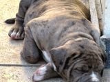 Amerikan bully XL yavruları A kalite