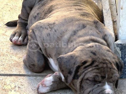 Amerikan Bully Xl Yavruları A Kalite