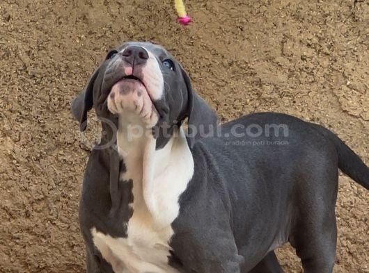 Amerikan Bully Xl Yavruları A Kalite görsel