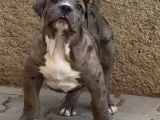 Amerikan Bully Xl Yavruları A Kalite