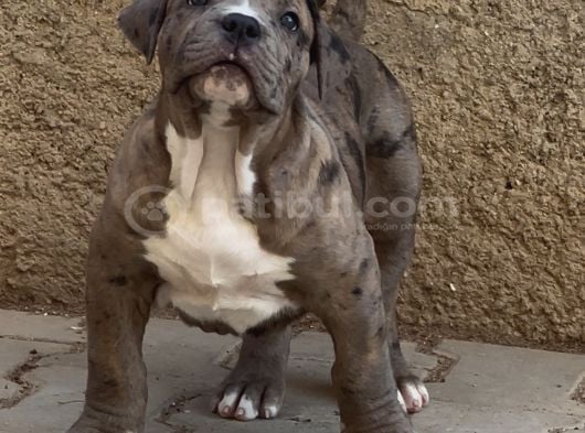 Amerikan Bully Xl Yavruları A Kalite görsel