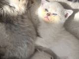 Scottish Fold Kediler