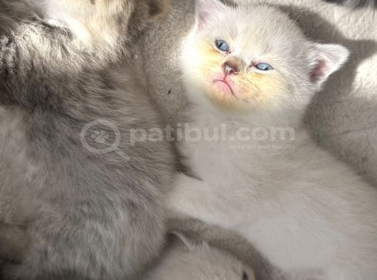 Scottish Fold Kediler görsel
