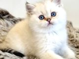 Pamuk Güzeli Silver British Shorthair yavrumuz