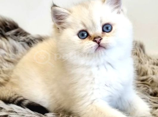 Pamuk Güzeli Silver British Shorthair yavrumuz