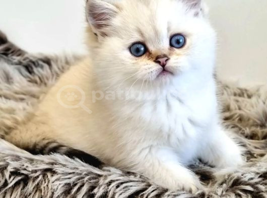 Pamuk Güzeli Silver British Shorthair Yavrumuz görsel