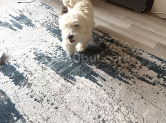 Maltese 5 Aylık Aşılar Tam görsel