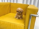 Maltipoo Bebeklerim