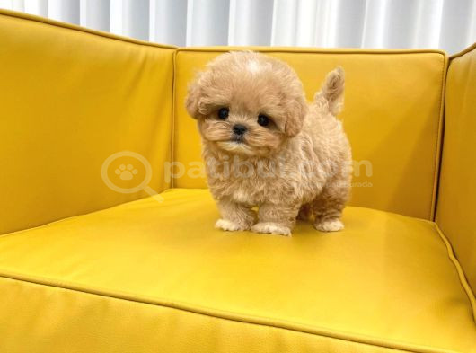 Maltipoo Bebeklerim