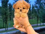 Malti̇poo Bebekleri̇m Korean