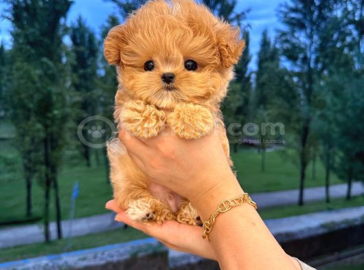 Malti̇poo Bebekleri̇m Korean görsel