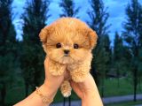 MALTİPOO BEBEKLERİM KOREAN