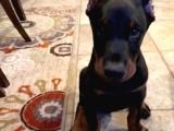 İhtişamlı 2 Aylık Doberman Yavrular