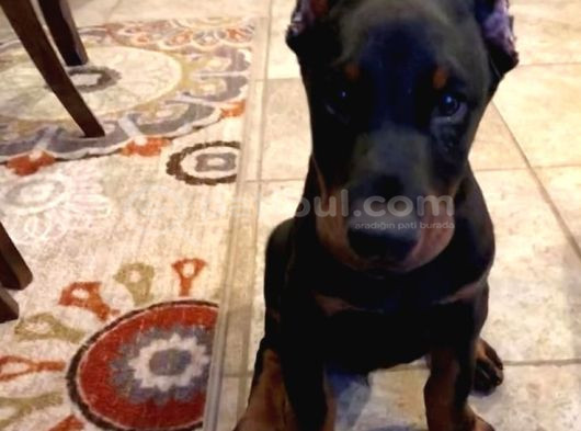 İhtişamlı 2 Aylık Doberman Yavrular görsel