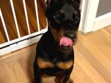 İhtişamlı 2 aylık doberman yavrular
