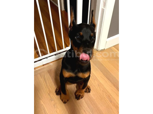 İhtişamlı 2 Aylık Doberman Yavrular