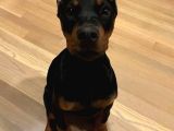 İhtişamlı 2 Aylık Doberman Yavrular