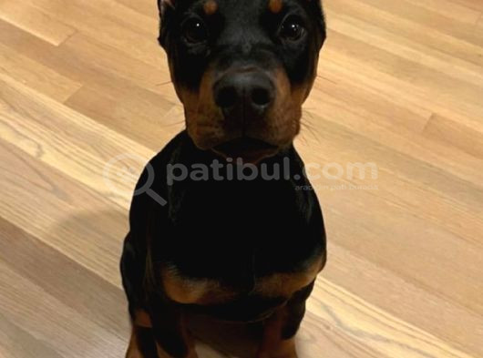 İhtişamlı 2 Aylık Doberman Yavrular görsel