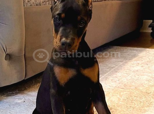 İhtişamlı 2 Aylık Doberman Yavrular görsel