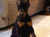 İhtişamlı 2 Aylık Doberman Yavrular