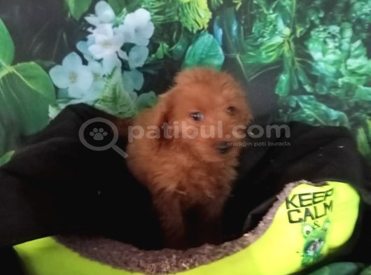 Irk Ve Sağlik Garanti̇  Malti̇poo Yavrularimiz görsel